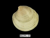 藏品(日本鏡文蛤)的圖片